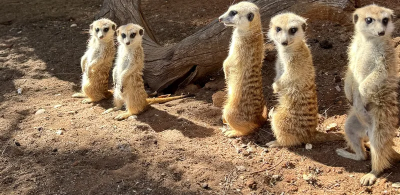 Meerkats