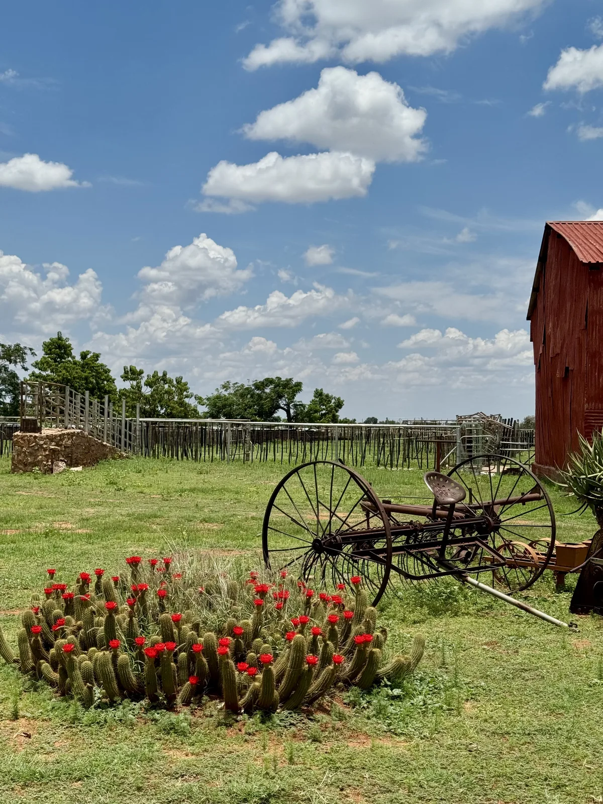 Kalahari kaktus Ombe