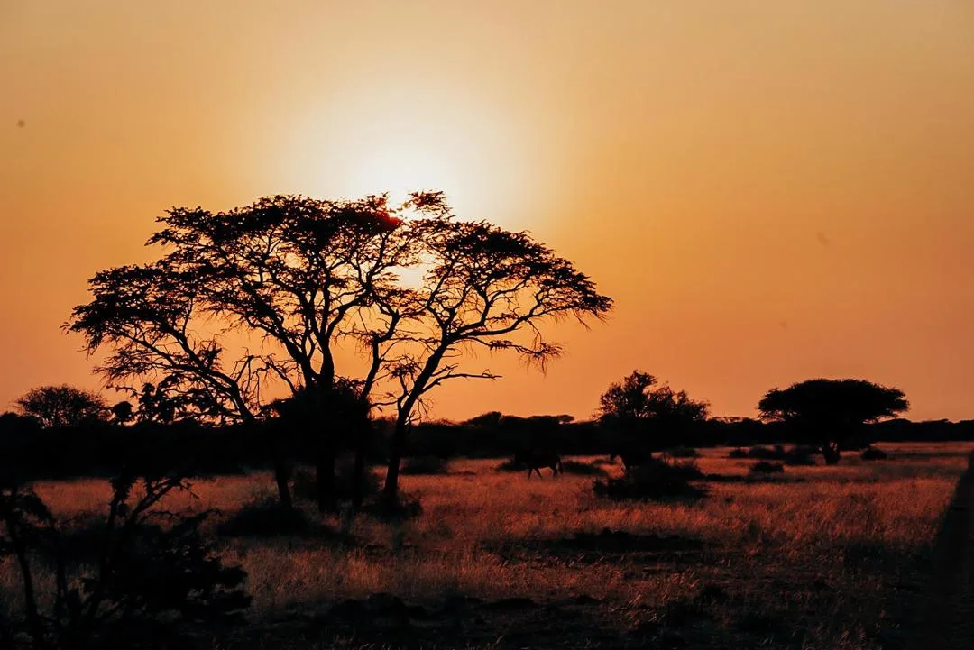 Camelthorn sunset Kalahari