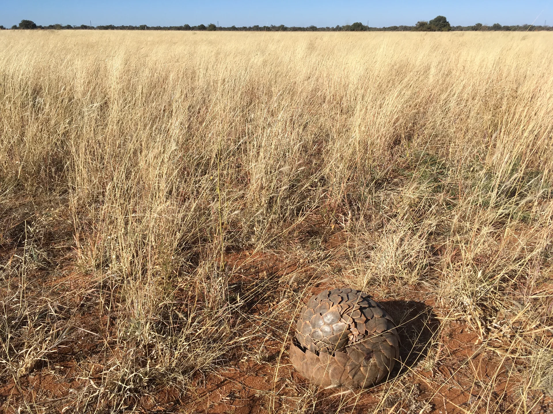 Pangolin at Ombe