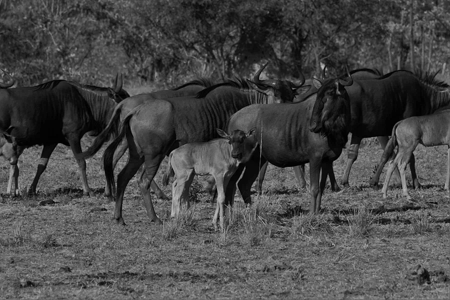 Black Wildebeest