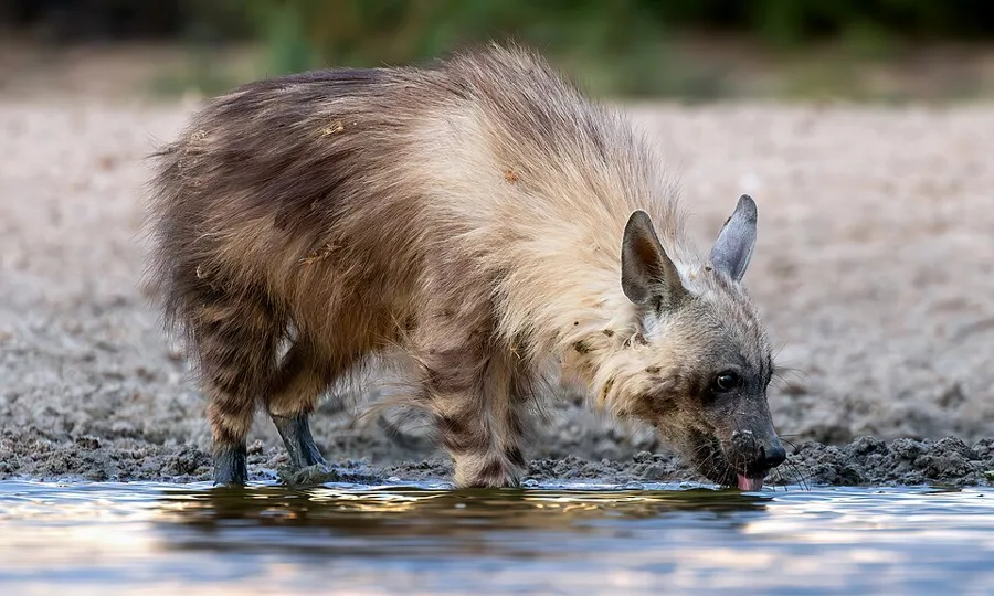 Brown Hyena