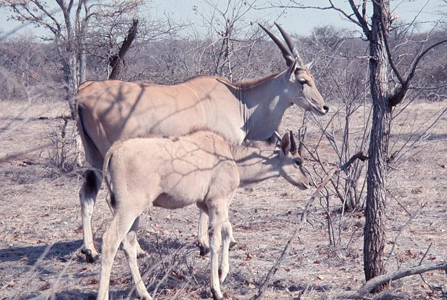 Eland