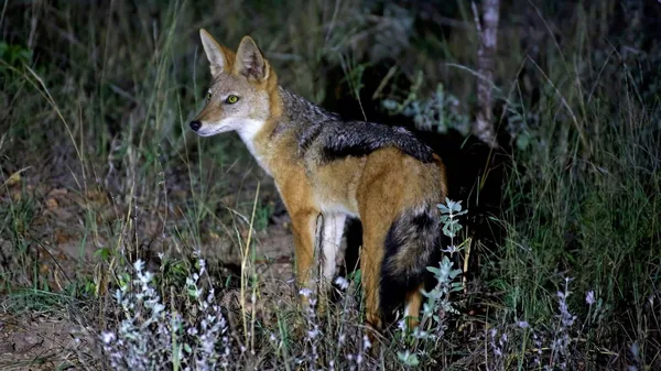 Black-backed Jackal