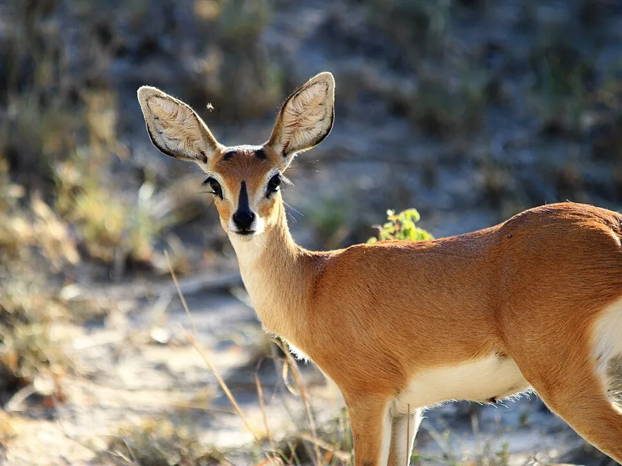 Steenbok