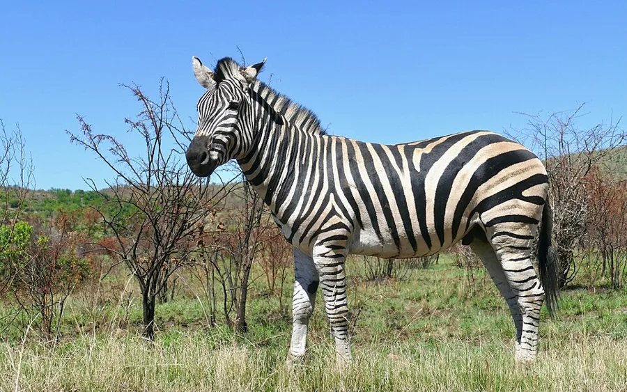 Burchell's Zebra